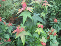 Elegant Chinese Maple Tree Seeds | Heirloom Non-GMO Acer elegantulum Ornamental Garden Planting
