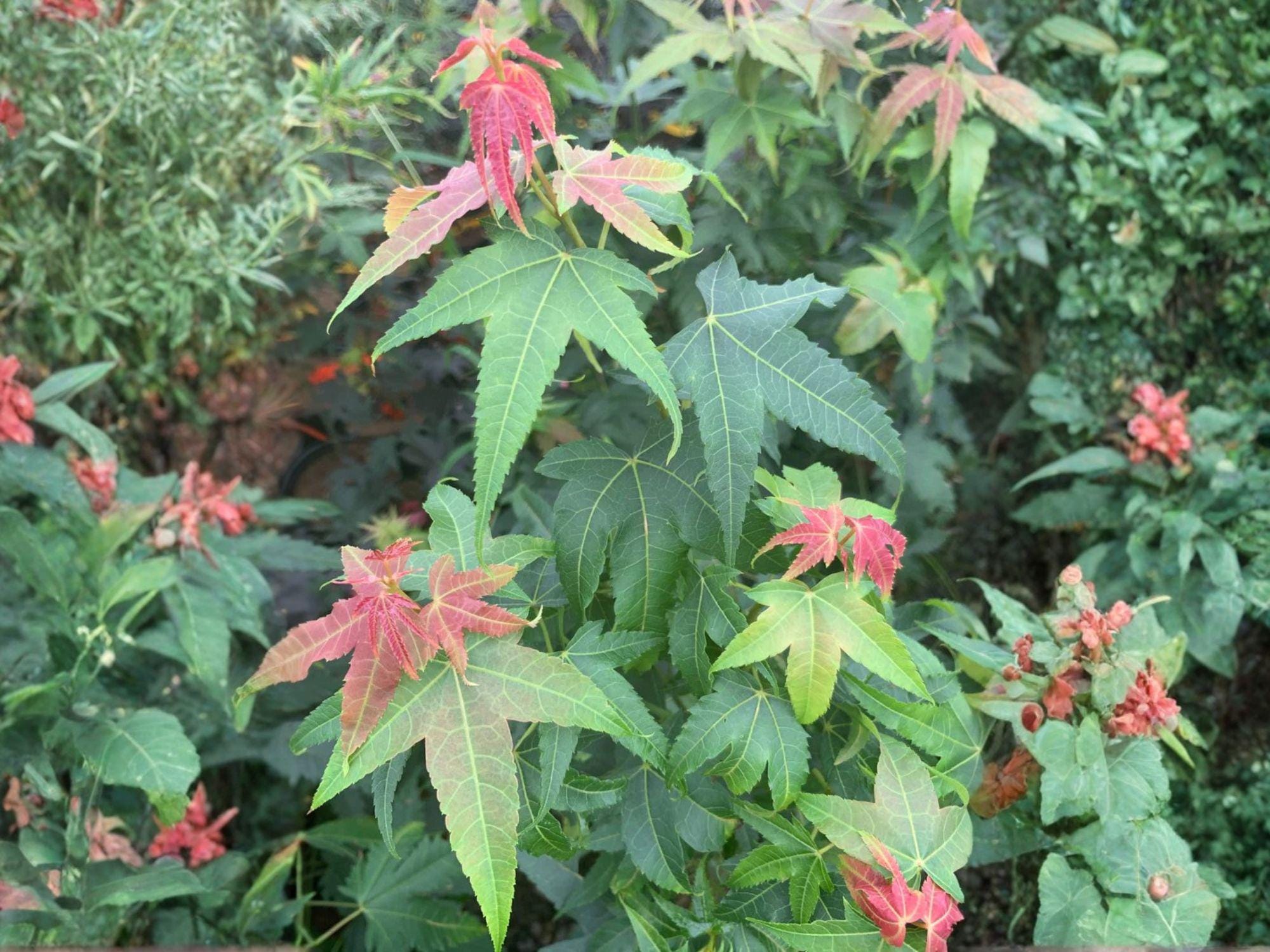 Elegant Chinese Maple Tree Seeds | Heirloom Non-GMO Acer elegantulum Ornamental Garden Planting