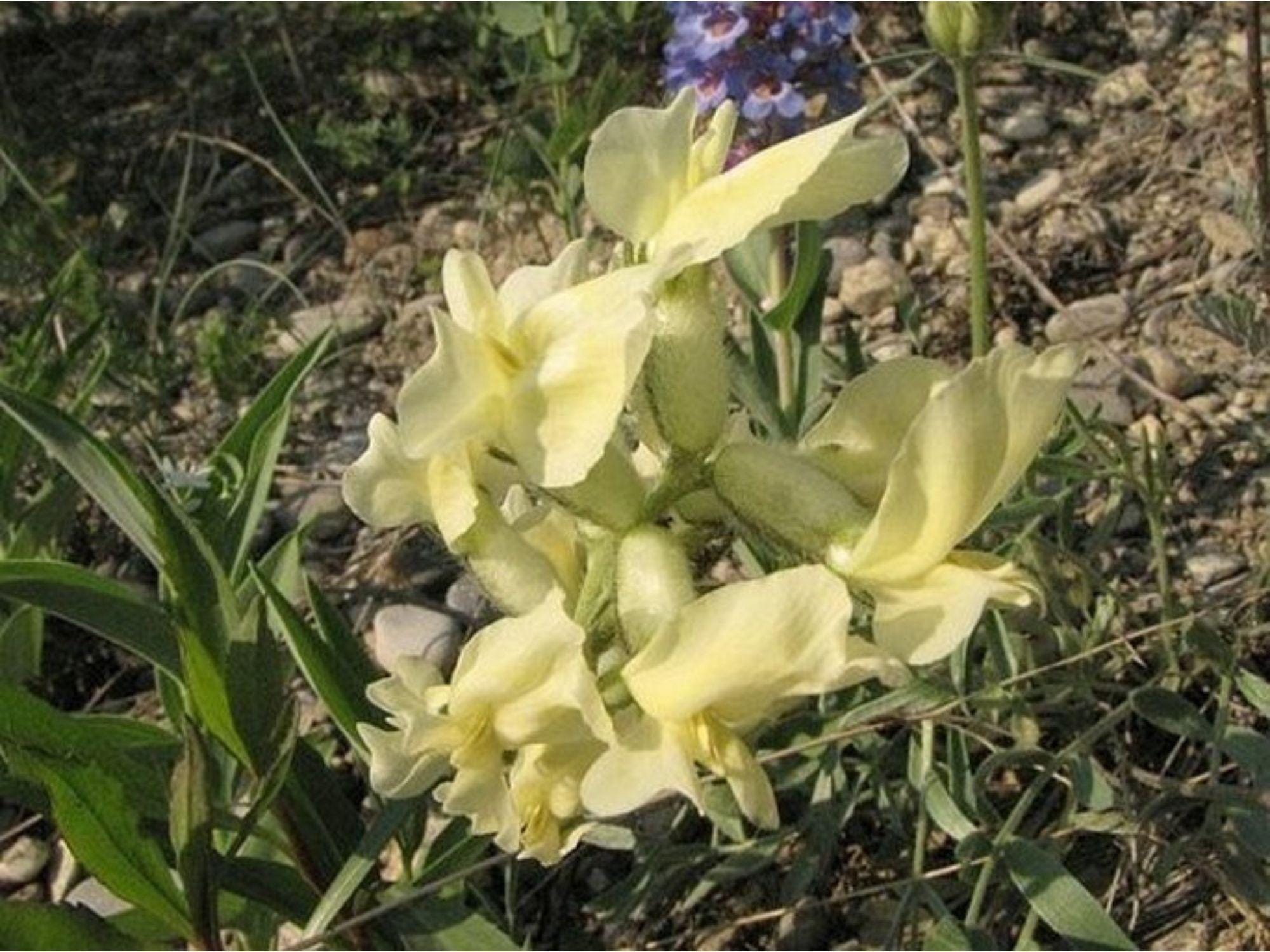 Silky Locoweed Seeds – Native Wildflower, Heirloom, Non-GMO, Purple Blooms, Oxytropis sericea, Prairie & Rock Gardens
