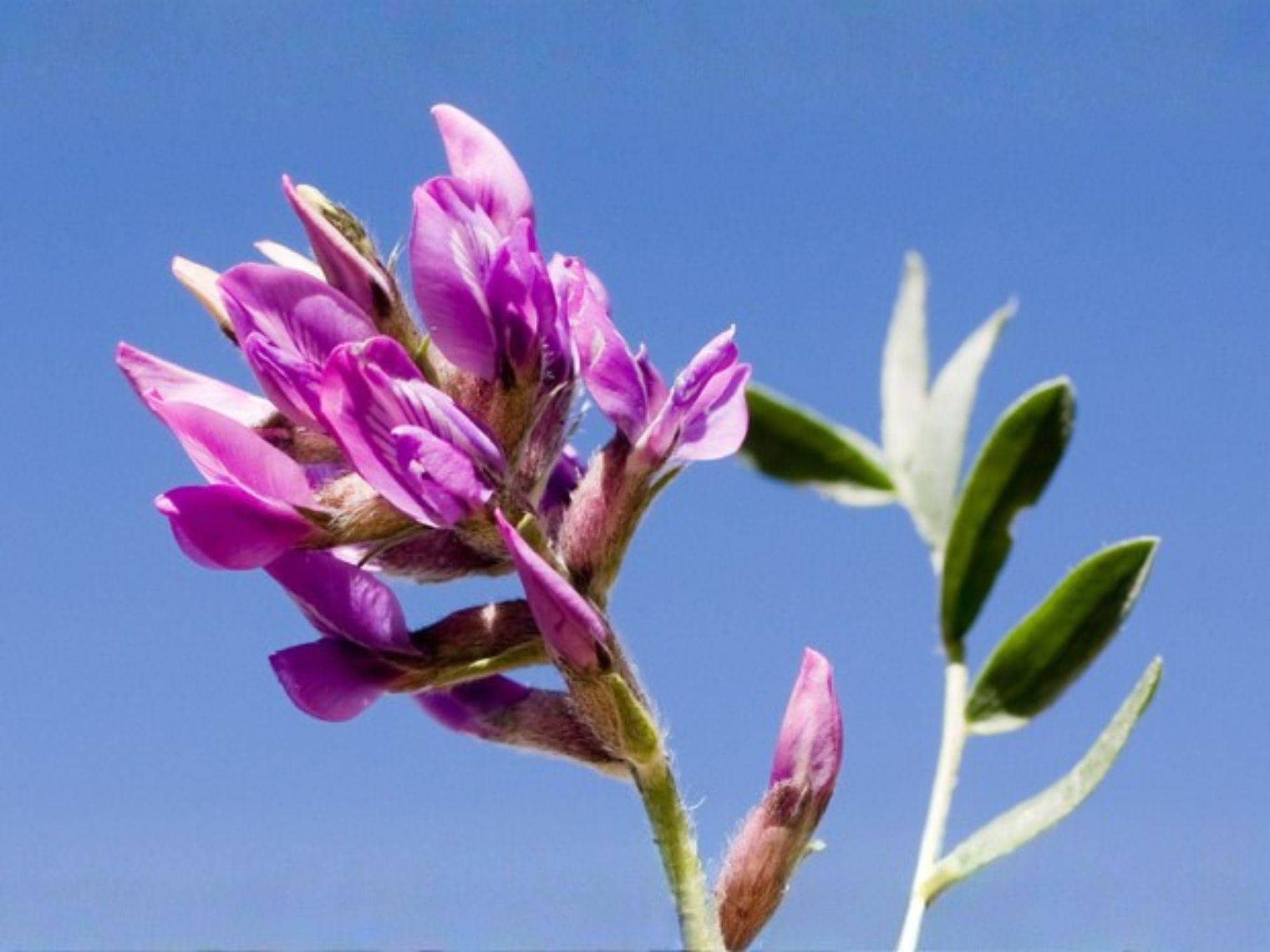 Showy Locoweed Seeds – Heirloom Non-GMO Prairie Wildflower – Vivid Purple-Pink Blooms – Oxytropis lambertii