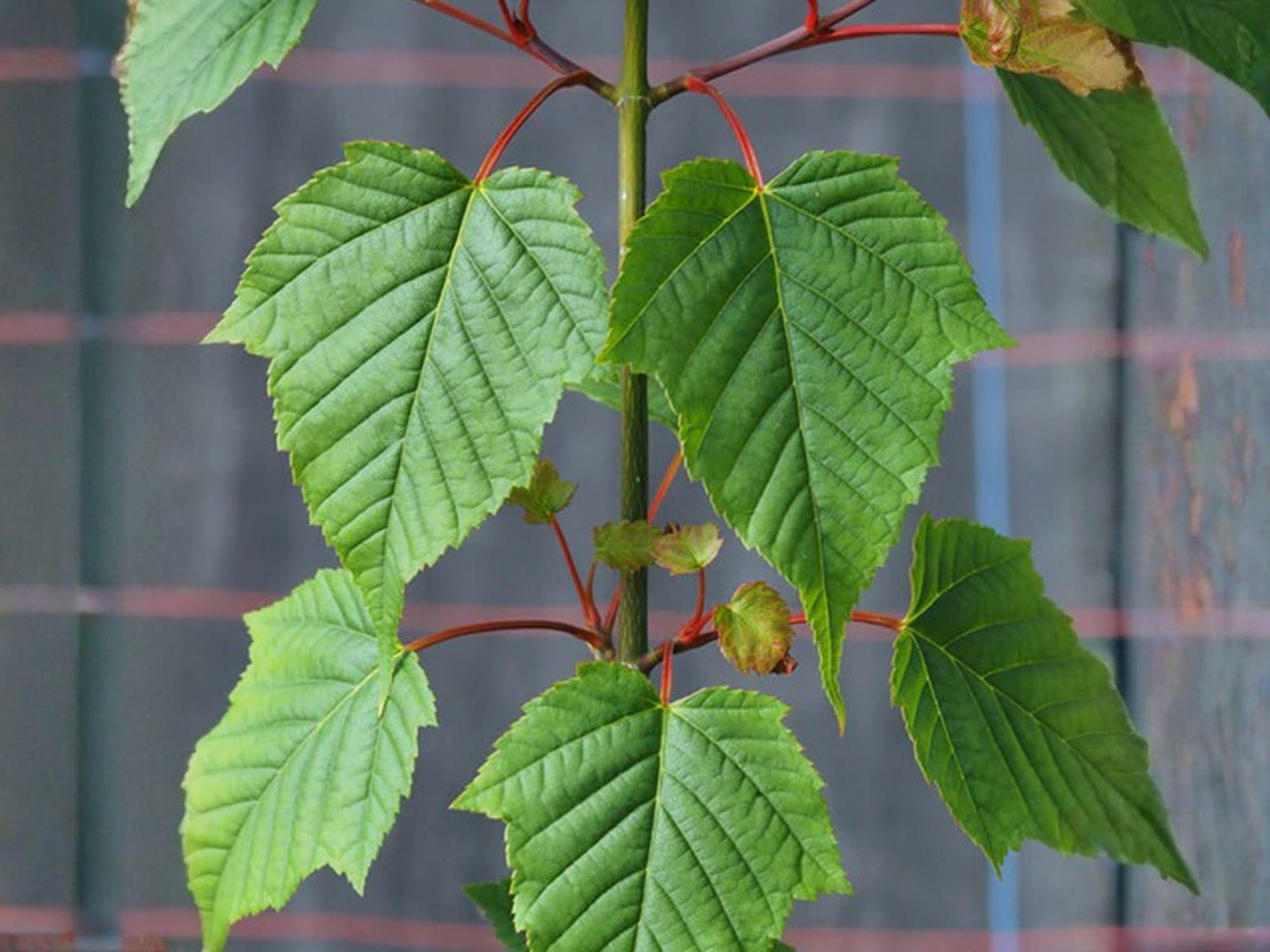 Snake Bark Maple Seeds | Heirloom Non-GMO Acer grosseri var. hersii Ornamental Tree for Gardens