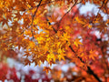Acer Mono Painted Maple Tree Seeds – Heirloom Non-GMO Ornamental Landscape Planting