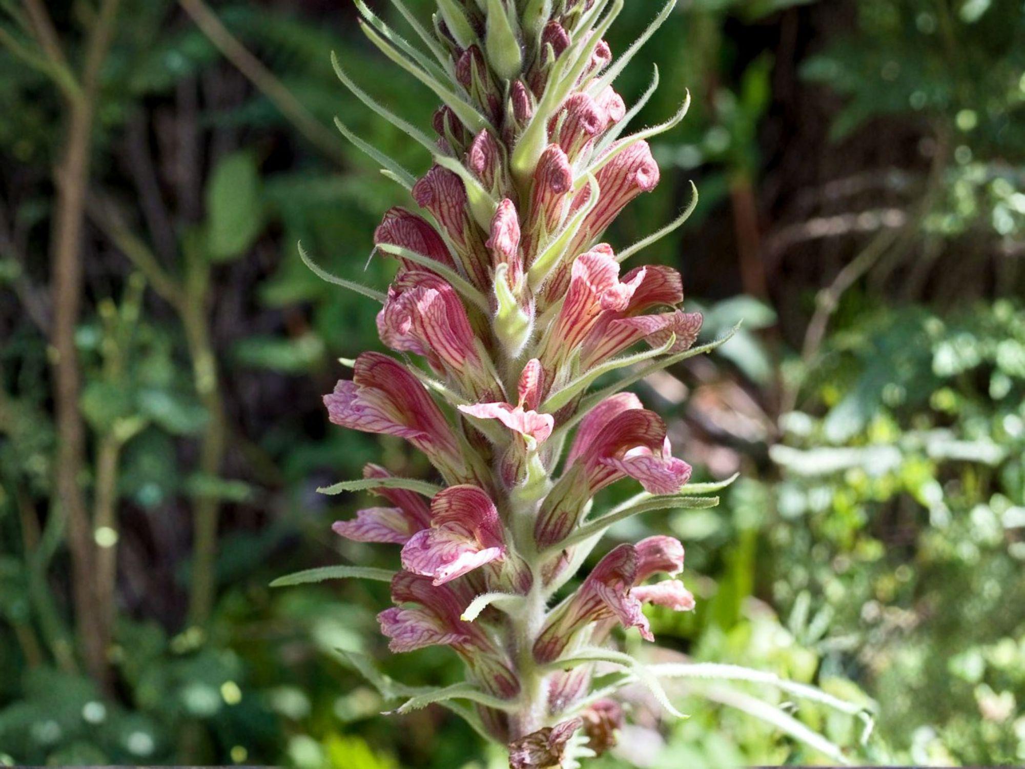 Giant Lousewort Seeds – Pedicularis procera Native Wildflower Heirloom Non-GMO for Wildflower Gardens & Native Landscapes