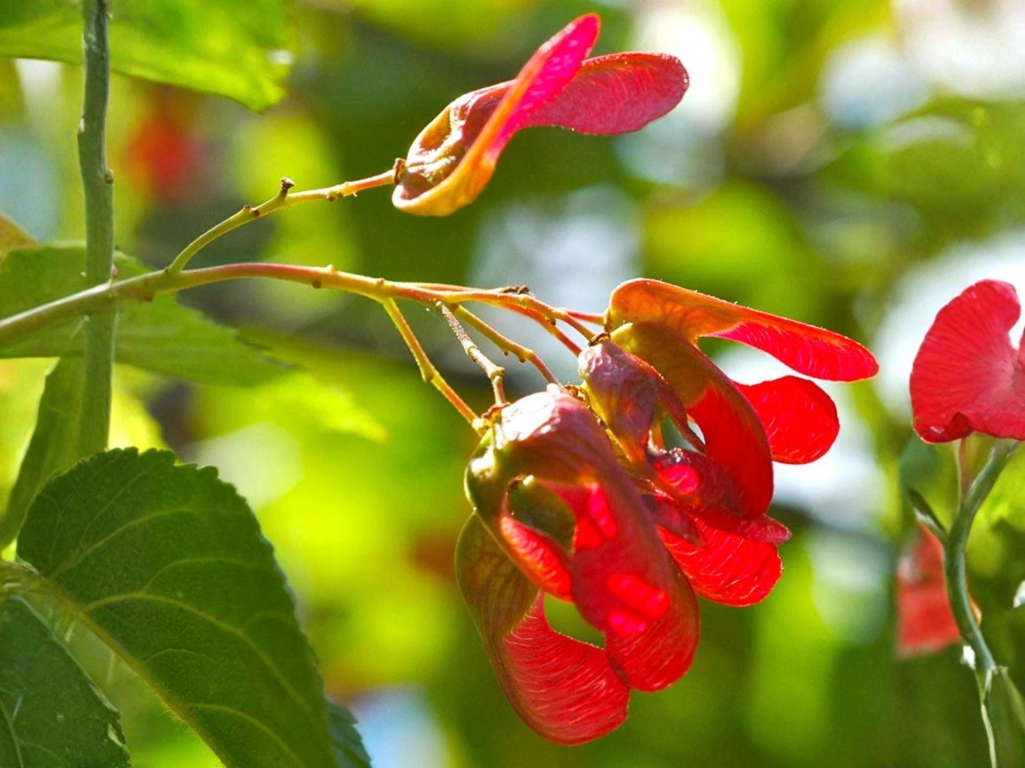 Tatarian Maple Tree Seeds | Heirloom Non-GMO Acer tataricum Ornamental Landscape Planting