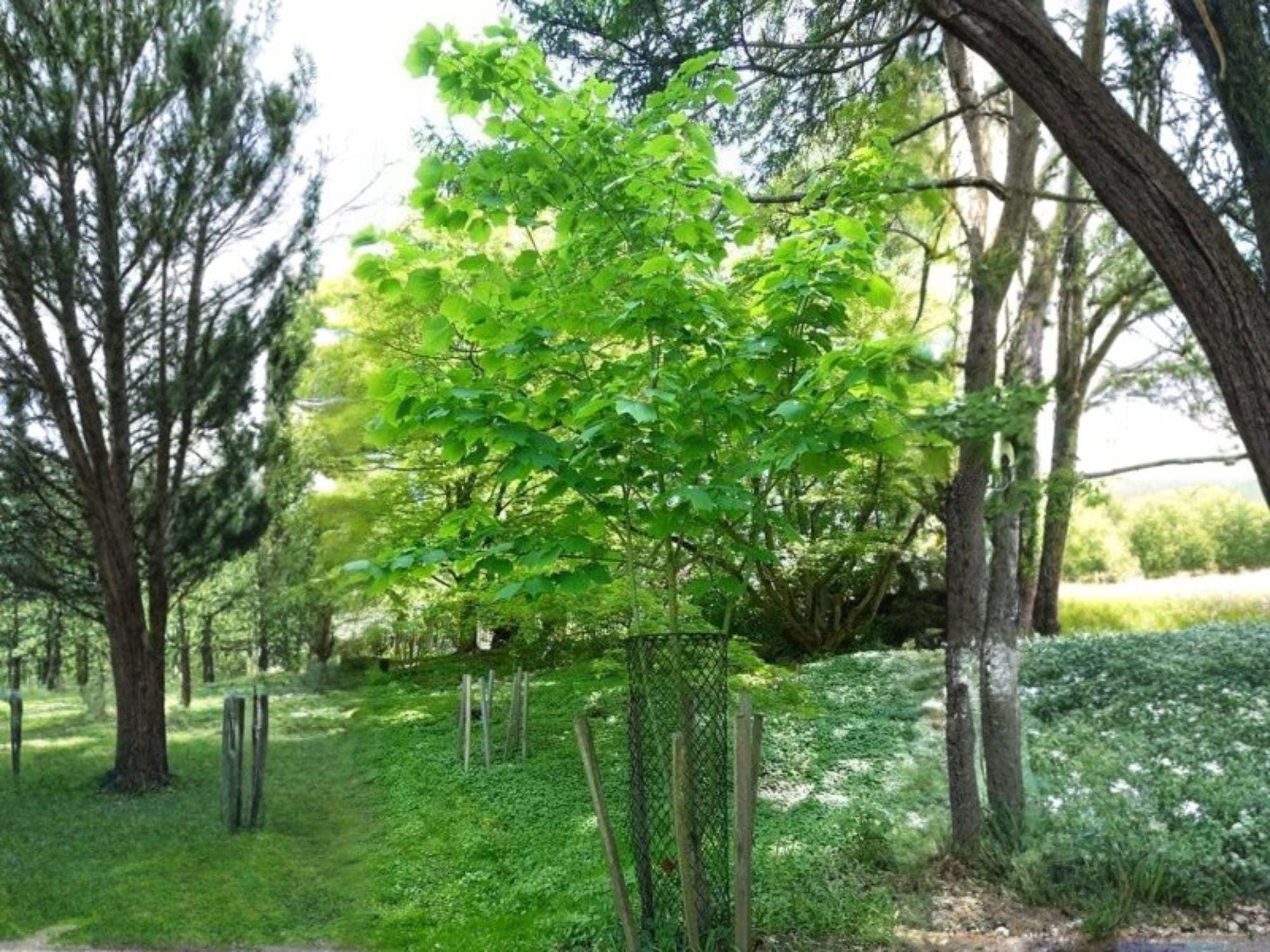 Manchurian Striped Maple Tree Seeds | Heirloom Non-GMO Acer tegmentosum Ornamental Garden Planting