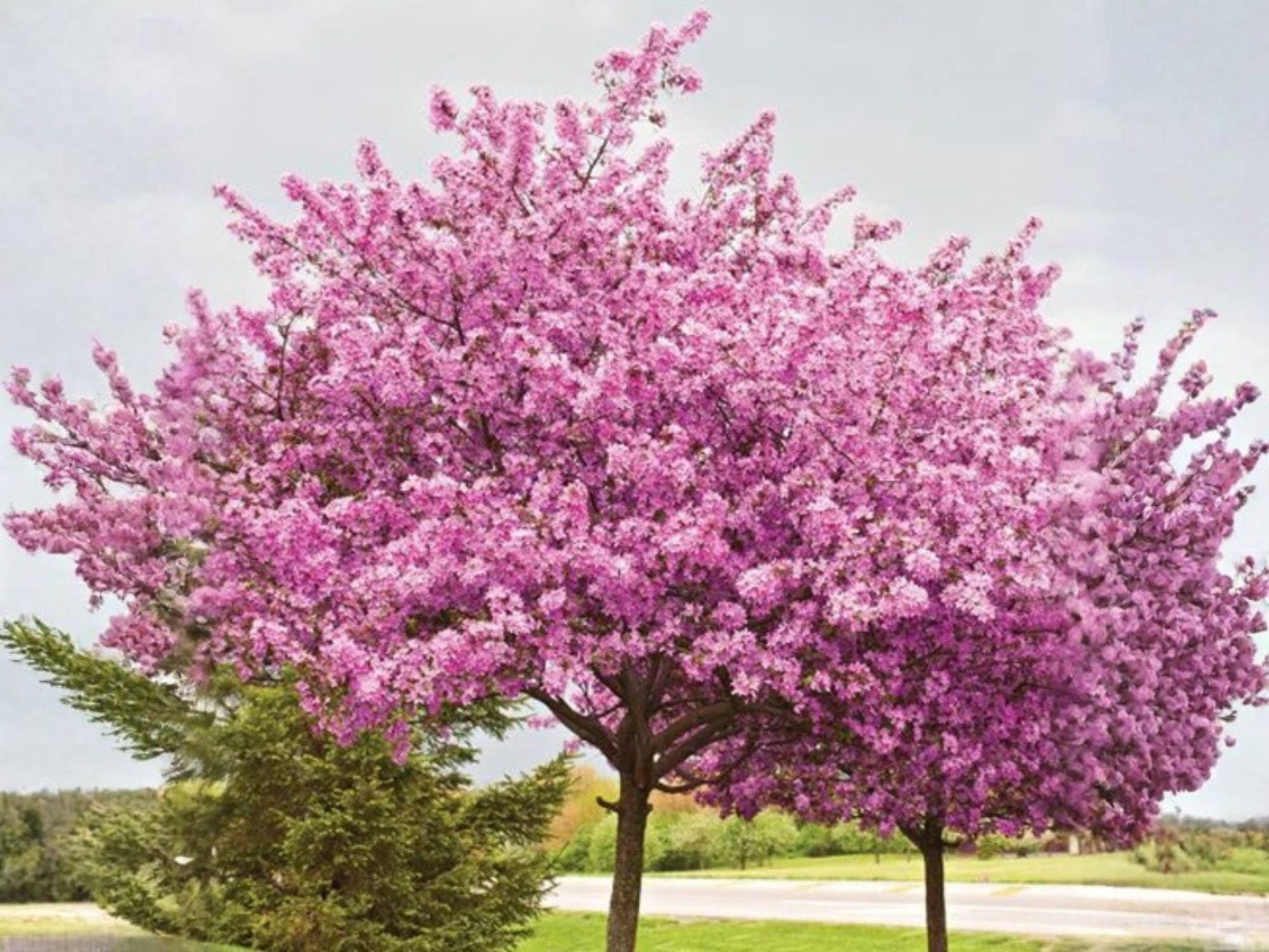 Chinese Redbud Tree Seeds | Heirloom Non-GMO Flowering Ornamental Garden Tree Cercis chinensis