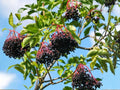 American Black Elderberry Seeds | Heirloom Non-GMO Sambucus canadensis Shrub for Home Garden Planting