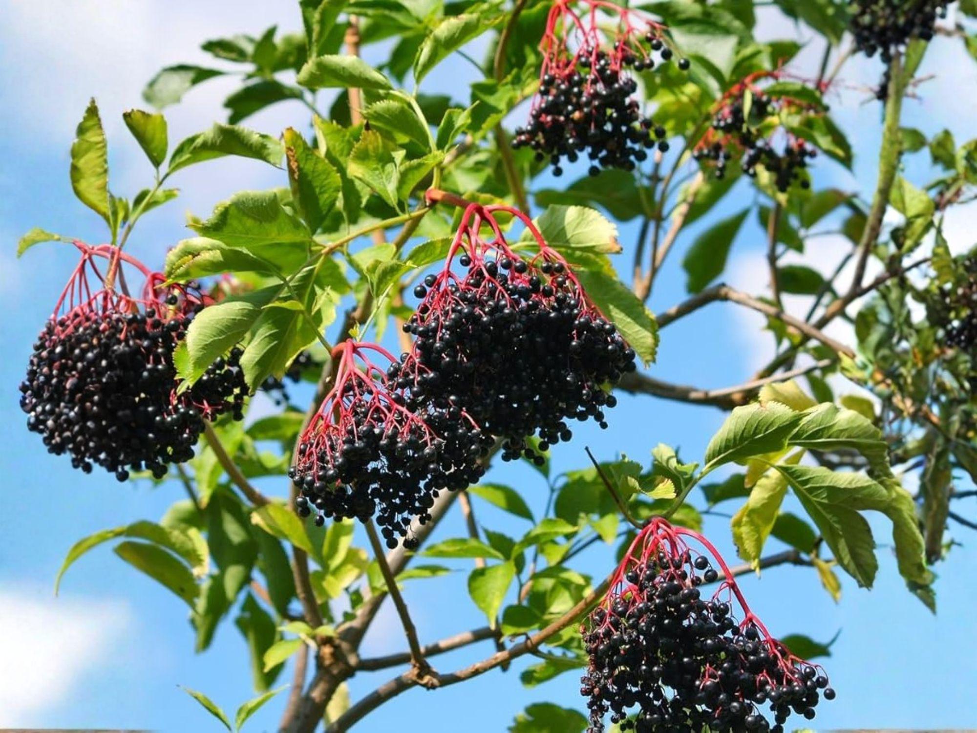 American Black Elderberry Seeds | Heirloom Non-GMO Sambucus canadensis Shrub for Home Garden Planting