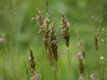 Sweet Vernal Grass Seeds | Heirloom Non-GMO Ornamental Grass for Meadow Planting (Anthoxanthum odoratum)