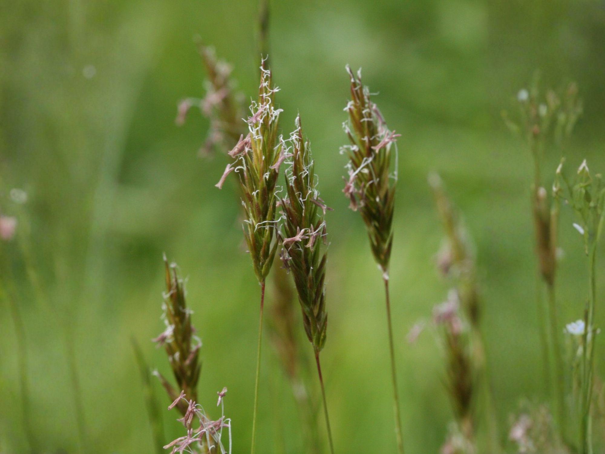 Sweet Vernal Grass Seeds | Heirloom Non-GMO Ornamental Grass for Meadow Planting (Anthoxanthum odoratum)