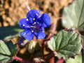 California Bluebells Seeds – Heirloom Non-GMO Wildflower Garden Planting – Phacelia campanularia