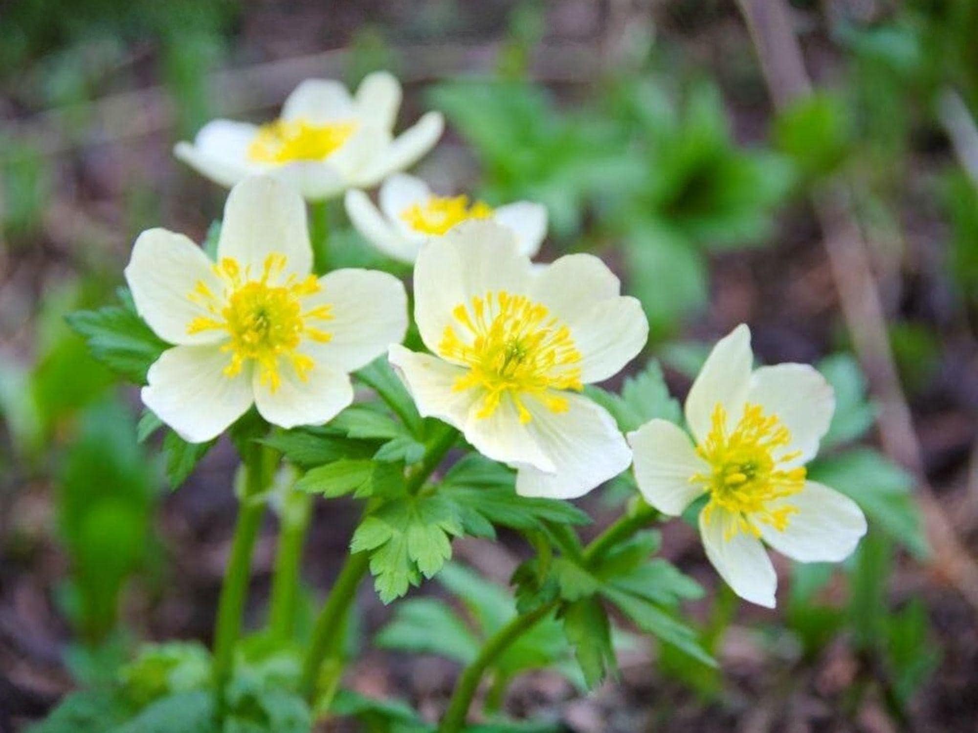 Trollius laxus albiflorus American Globeflower Seeds – Native Wildflower, Heirloom, Non-GMO, Woodland Garden, Moist Meadow, Native Plant