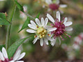 Calico Aster Seeds – Heirloom Non-GMO Native Wildflower for Pollinator Gardens – Symphyotrichum lateriflorum, 100 Seeds