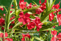 Red Oleander Cuttings – 7 Live Unrooted Nerium Oleander Evergreen Shrub for Hedges and Gardens