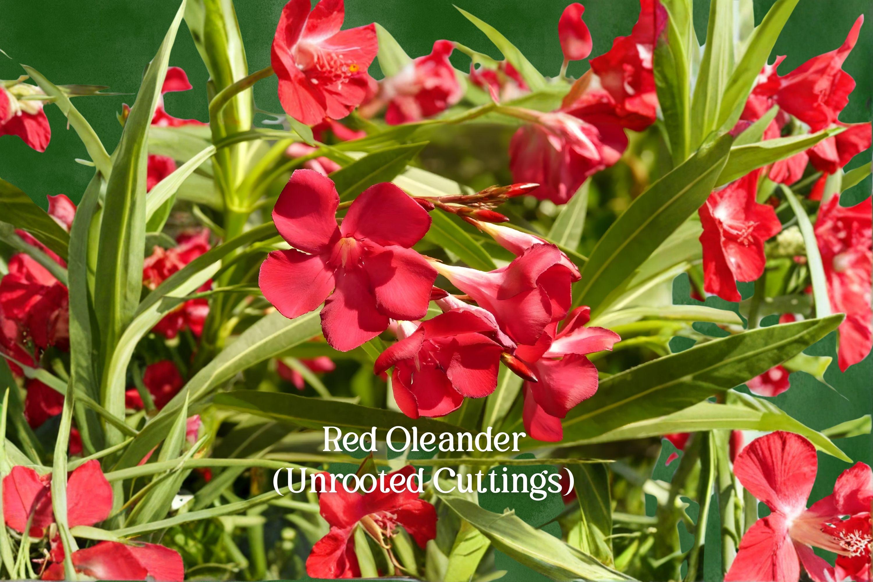 Red Oleander Cuttings – 7 Live Unrooted Nerium Oleander Evergreen Shrub for Hedges and Gardens