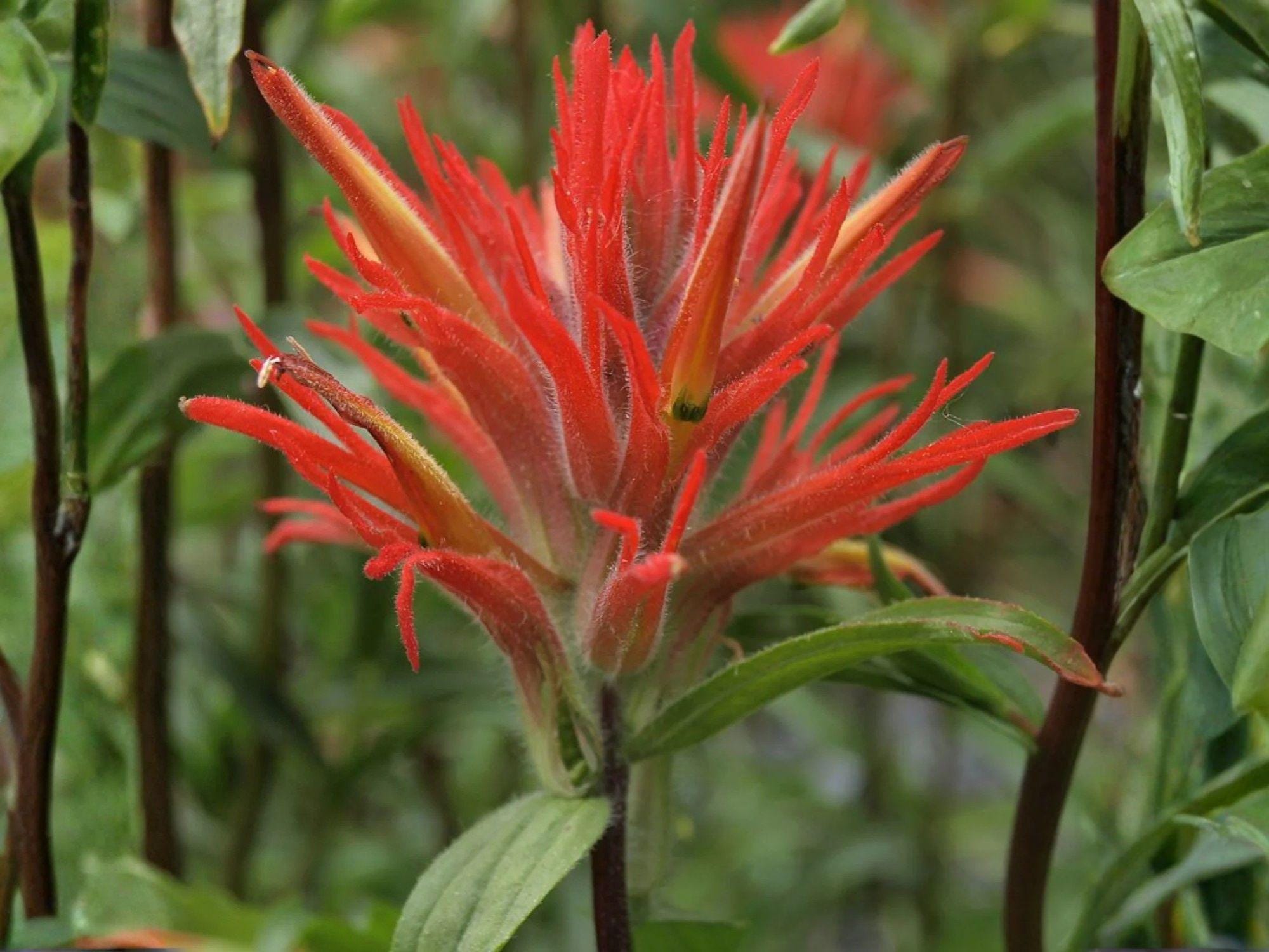Giant Red Indian Paintbrush Seeds – Castilleja miniata – Heirloom Non-GMO Wildflower Seeds for Native Gardens & Pollinator Gardens