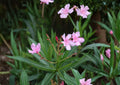 Oleander Seeds, 75 Non-GMO Heirloom, Drought Tolerant Evergreen Shrub, Nerium oleander, Ornamental Garden Planting