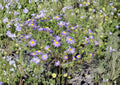 100 Tahoka Daisy Seeds - Purple Blooms, Drought Tolerant, Pollinator-Friendly Wildflower Seeds, Machaeranthera tanacetifolia, Heirloom Non-GMO