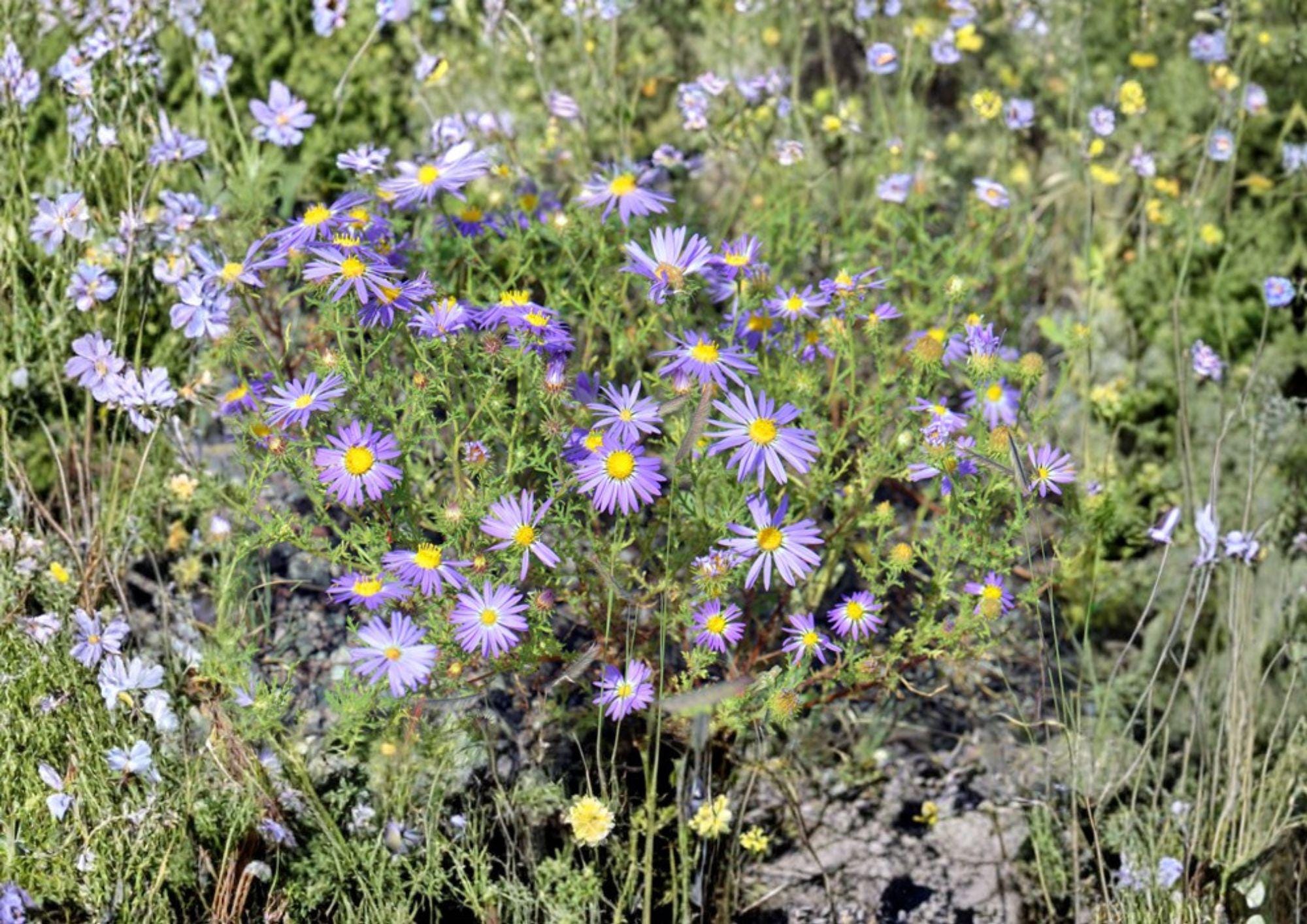 100 Tahoka Daisy Seeds - Purple Blooms, Drought Tolerant, Pollinator-Friendly Wildflower Seeds, Machaeranthera tanacetifolia, Heirloom Non-GMO