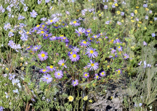 100 Tahoka Daisy Seeds - Purple Blooms, Drought Tolerant, Pollinator-Friendly Wildflower Seeds, Machaeranthera tanacetifolia, Heirloom Non-GMO