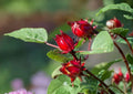 Roselle Seeds, Hibiscus sabdariffa, Edible Plant, Red Calyx, Herbal Tea, Non-GMO, Tropical Heirloom, Culinary, Garden Seeds