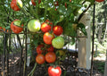 120+ Siberian Tomato Seeds Heirloom Non-GMO Solanum lycopersicum Cold Hardy Early Vegetable Garden Planting Seeds