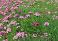 200+ Sweet William Seeds - Heirloom Non-GMO Dianthus barbatus, Fragrant Mixed Color Perennial Flower Seeds for Garden, Borders, and Cut Flowers