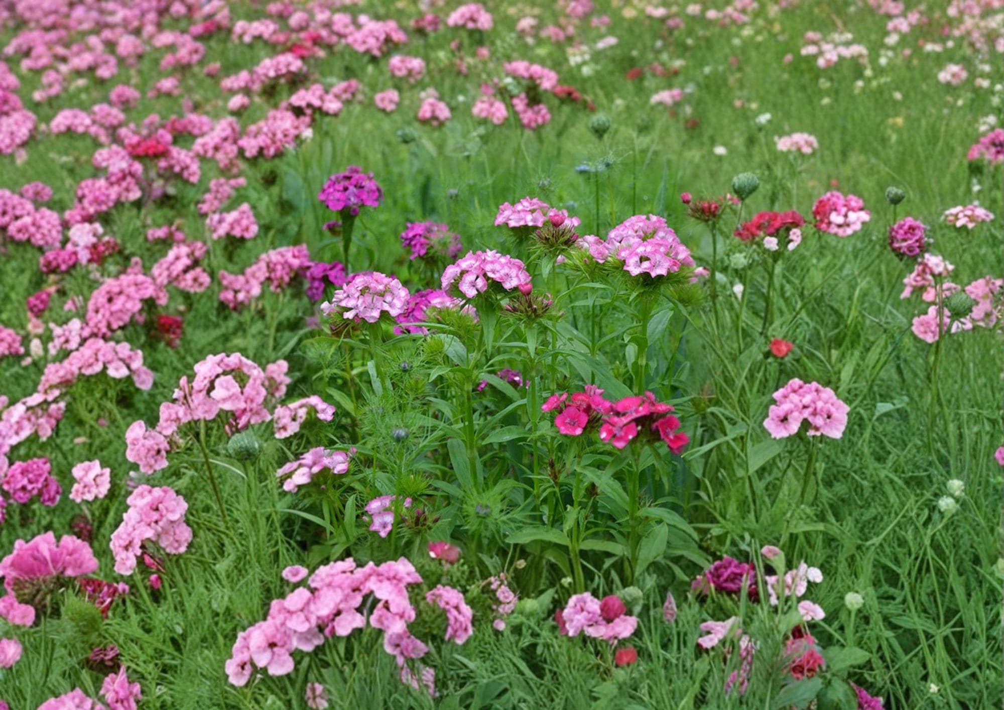 200+ Sweet William Seeds - Heirloom Non-GMO Dianthus barbatus, Fragrant Mixed Color Perennial Flower Seeds for Garden, Borders, and Cut Flowers