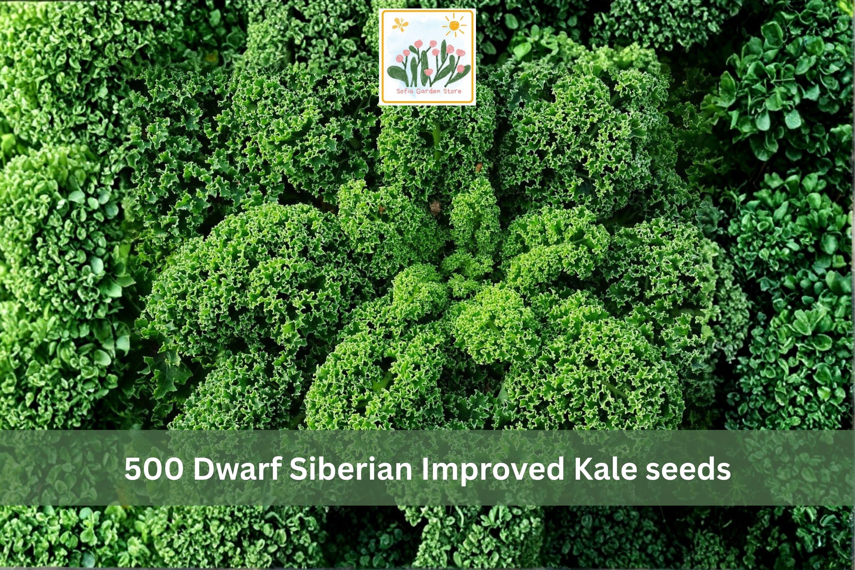 Dwarf Siberian Kale Seeds 500pcs – Cold Hardy Brassica napus Vegetable for Garden, Raised Beds & Containers