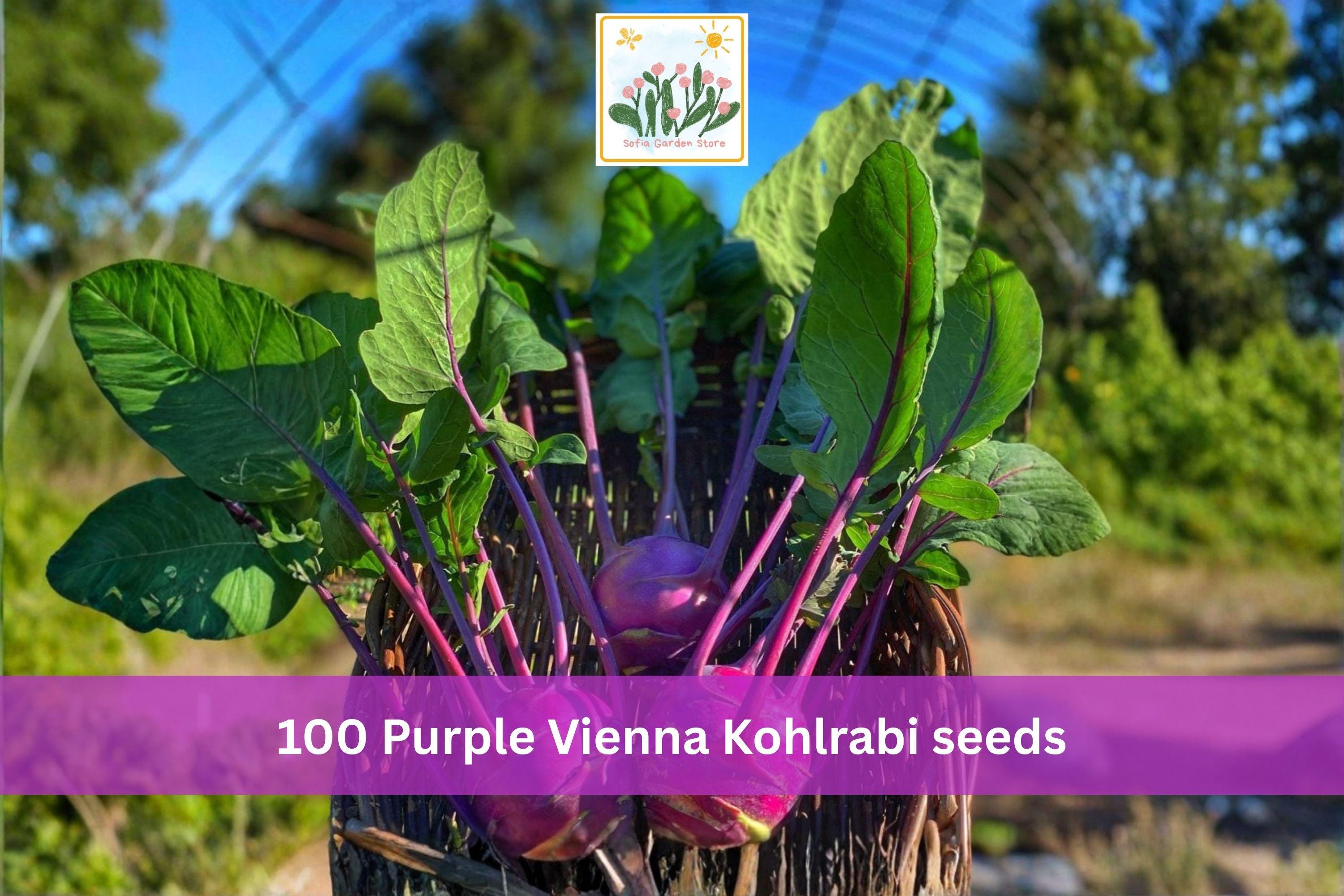 Purple Vienna Kohlrabi Seeds – Heirloom Brassica Vegetable for Garden, Container, and Raised Bed Planting