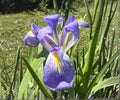Blue Flag Louisiana Iris Live Pond Plant – Hardy Indigo Aquatic Marginal Flower Garden – Louisiana Iris (Iris virginica)