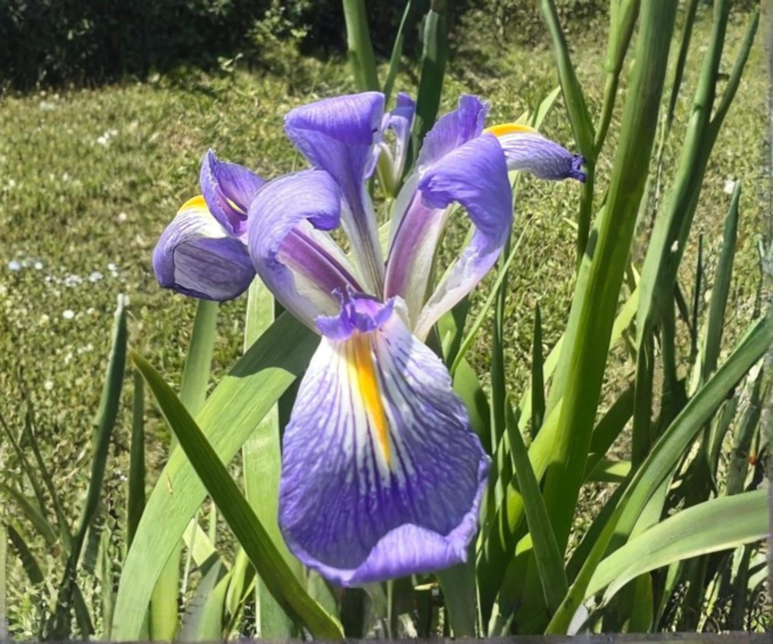 Blue Flag Louisiana Iris Live Pond Plant – Hardy Indigo Aquatic Marginal Flower Garden – Louisiana Iris (Iris virginica)