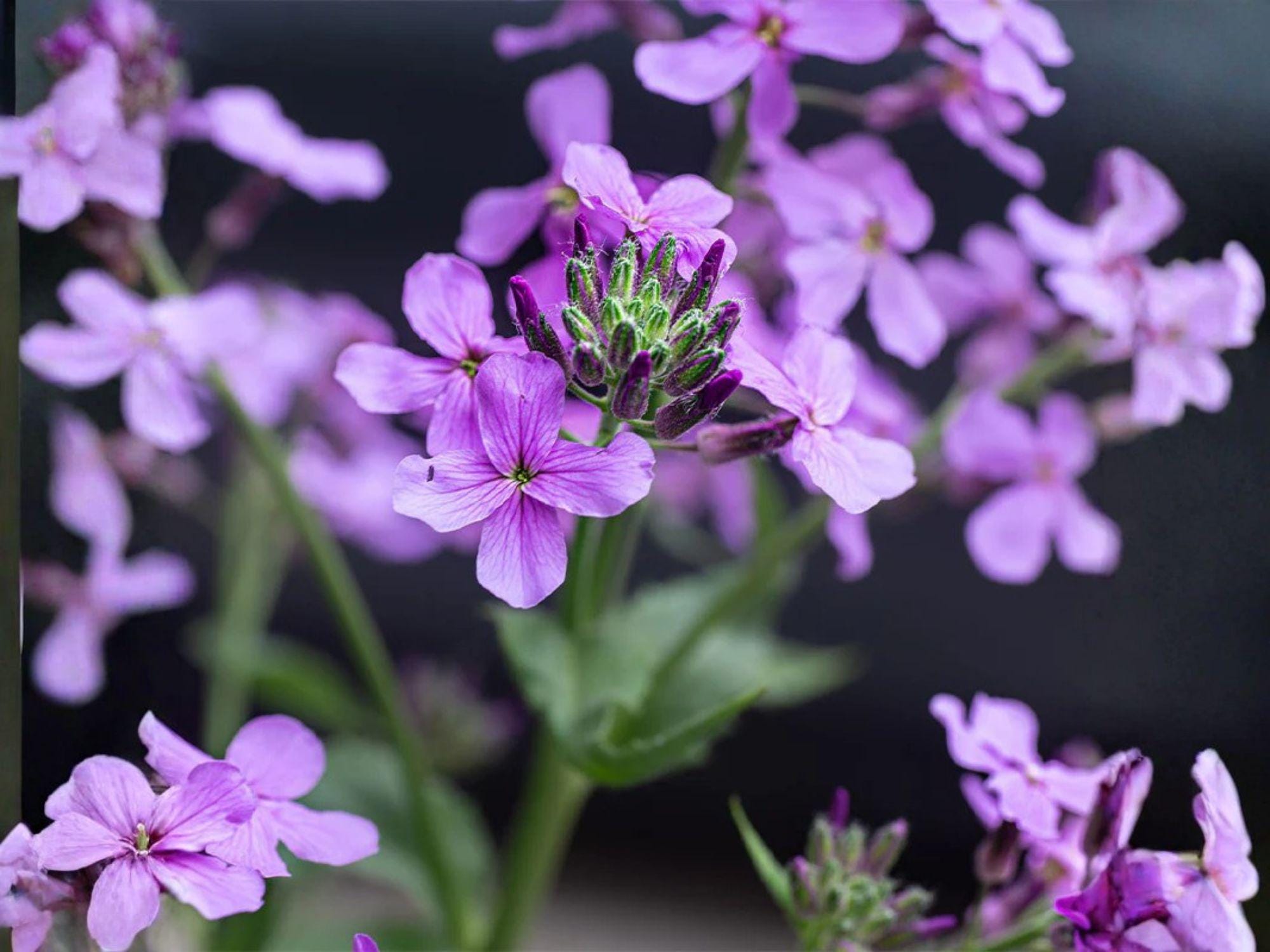 Dames Rocket Seeds Heirloom Non-GMO Flower Garden Night Scented Gilliflower Damask Violet Hesperis matronalis