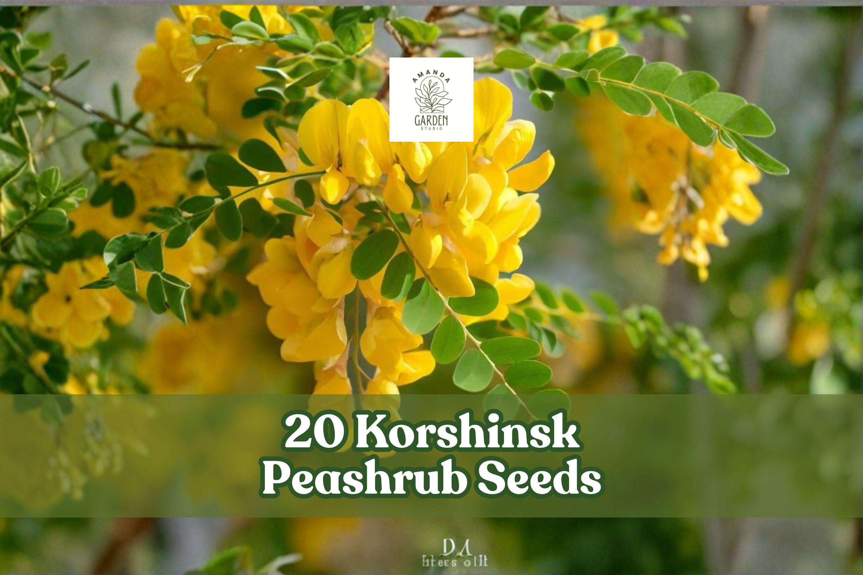 20 Korshinsk Peashrub Seeds – Hardy Shrub for Landscaping, Windbreaks, Hedges – Caragana korshinskii