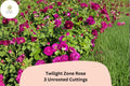 Twilight Zone Rose Cuttings – 3 Rare Deep Purple Hybrid Tea Rose Rosa hybrid ‘Twilight Zone’ for Rooting or Grafting