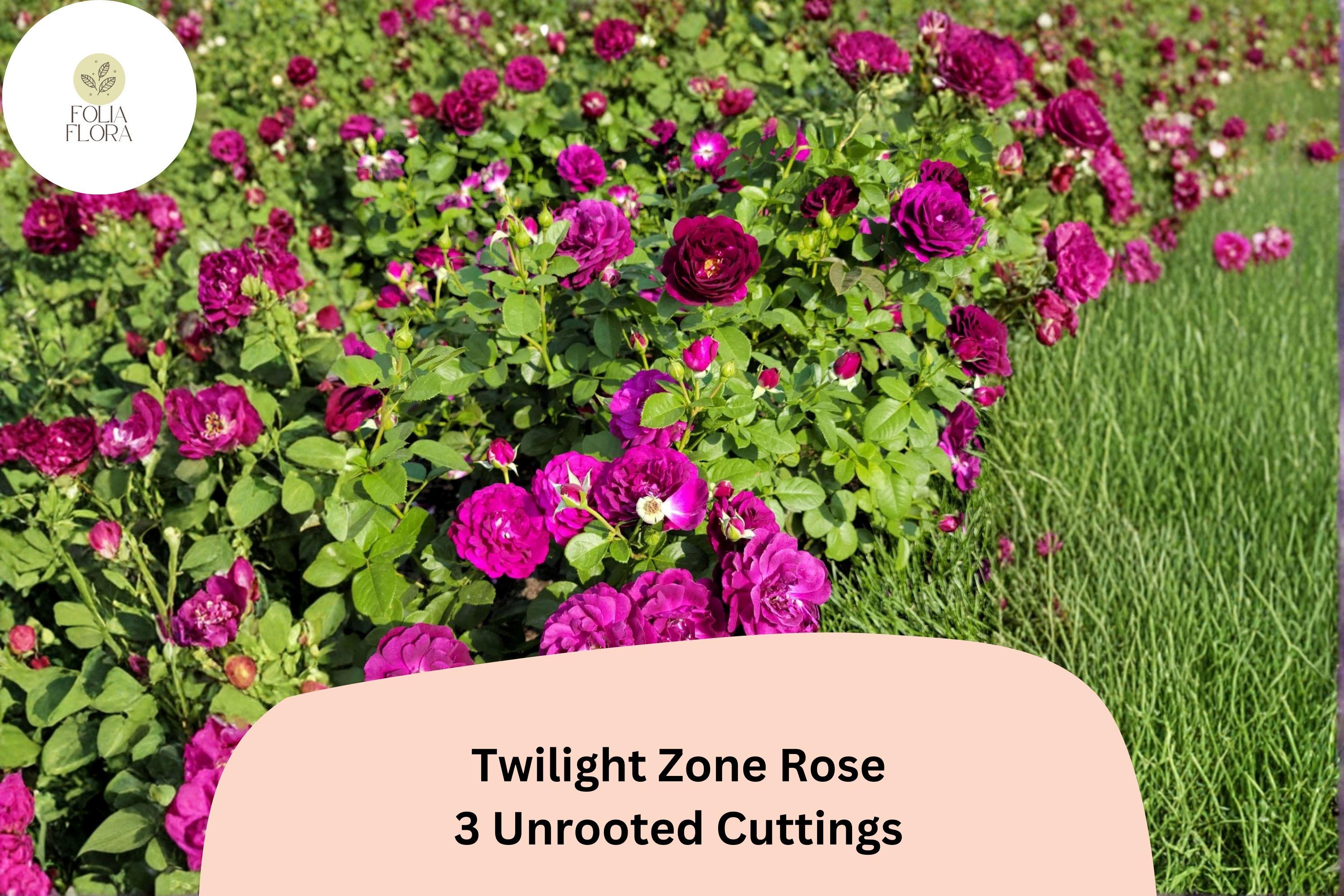 Twilight Zone Rose Cuttings – 3 Rare Deep Purple Hybrid Tea Rose Rosa hybrid ‘Twilight Zone’ for Rooting or Grafting