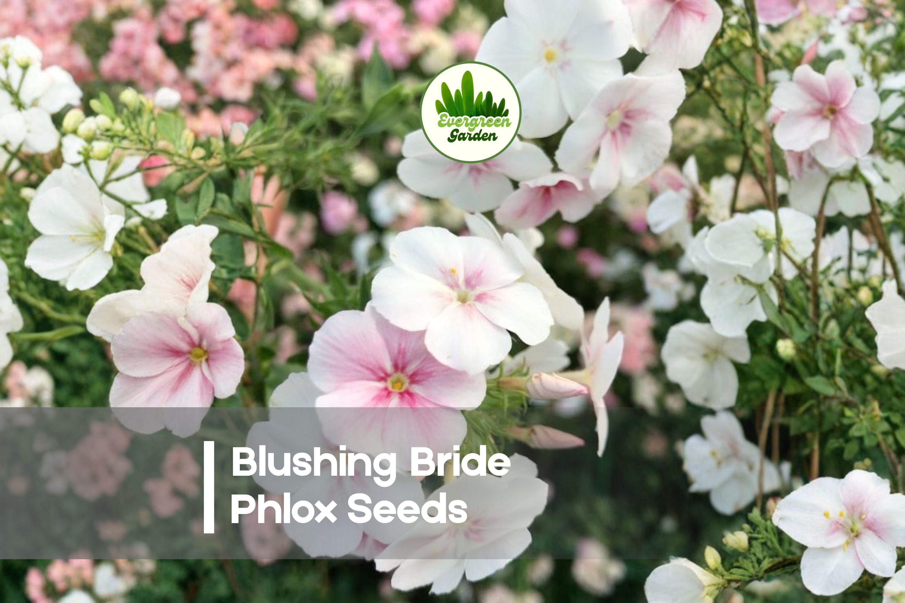 Blushing Bride Phlox Seeds - Perennial Pink Flower Seeds for Borders, Cottage Gardens, Pollinator Gardens, Phlox paniculata