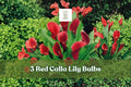 Red Calla Lily Rhizomes – Zantedeschia Elegant Flower Bulbs for Garden, Patio, Indoor Planting, 3 Pack