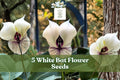 White Bat Flower Seeds – Tacca integrifolia Rare Tropical Plant, Exotic White Bat-Shaped Blooms, Indoor & Shaded Garden, 5 Seeds