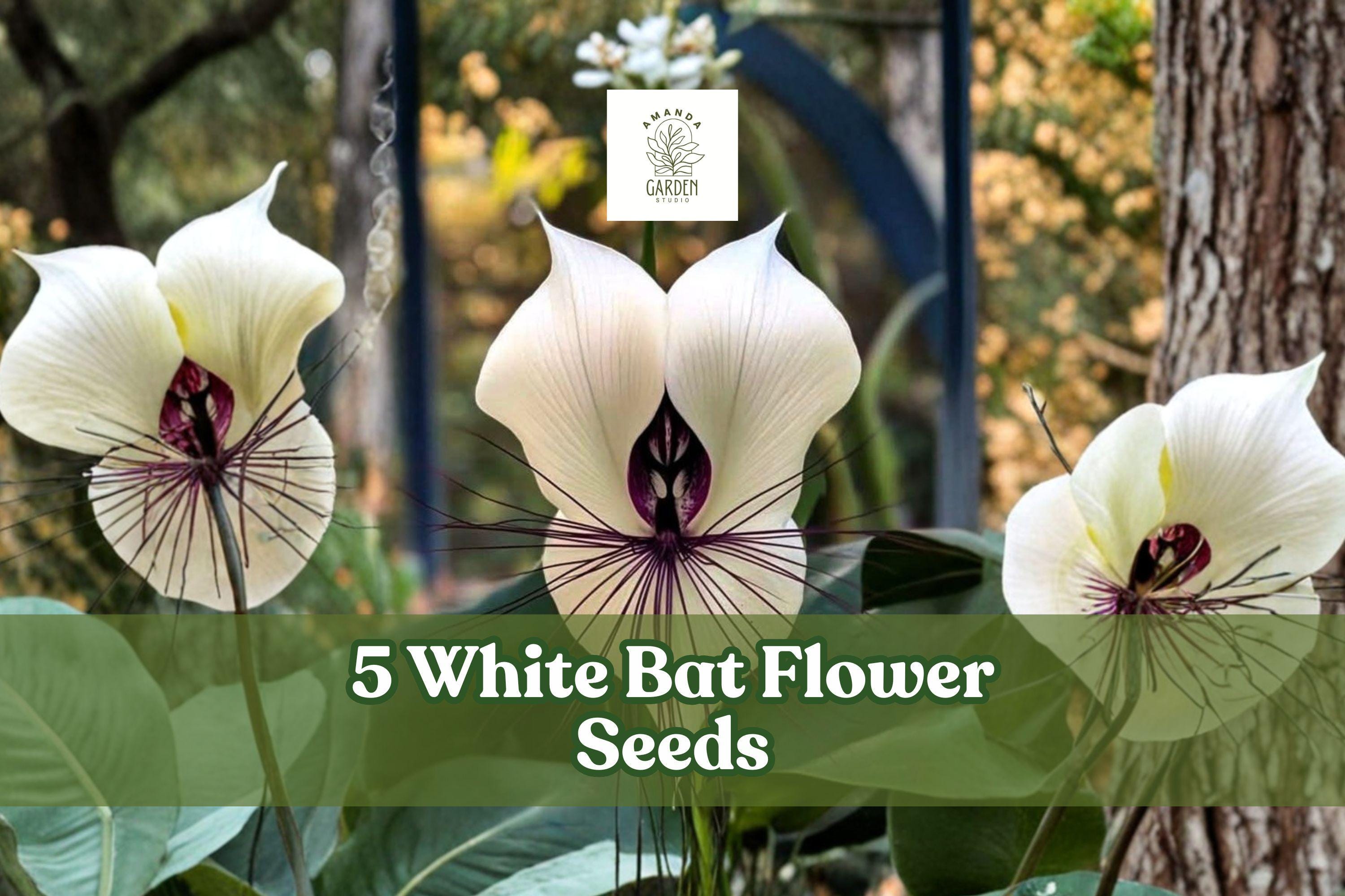 White Bat Flower Seeds – Tacca integrifolia Rare Tropical Plant, Exotic White Bat-Shaped Blooms, Indoor & Shaded Garden, 5 Seeds