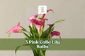 Pink Calla Lily Bulbs – Zantedeschia rehmannii, 3 Bulbs, Pink Trumpet Flowers for Garden & Indoor Decor
