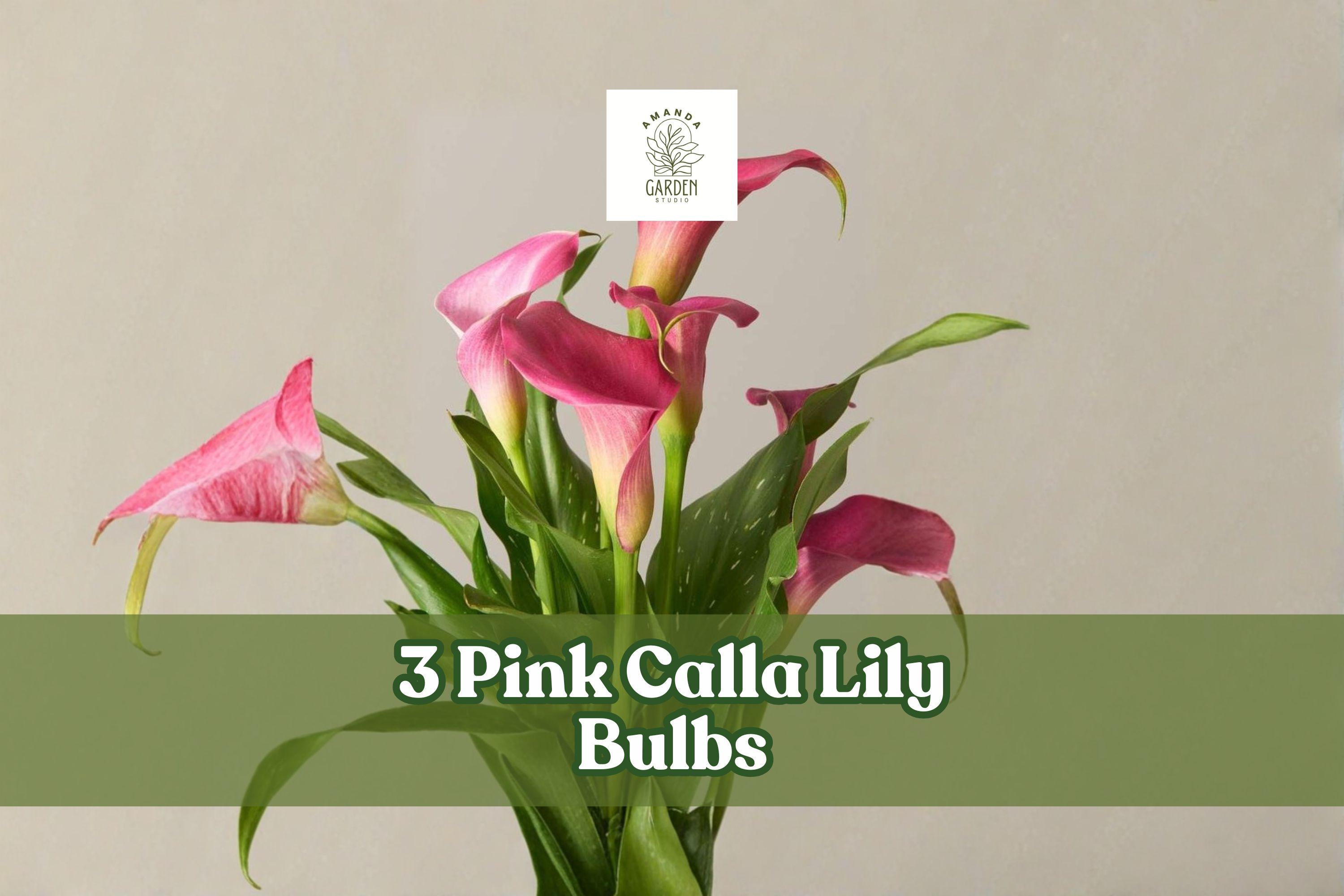 Pink Calla Lily Bulbs – Zantedeschia rehmannii, 3 Bulbs, Pink Trumpet Flowers for Garden & Indoor Decor