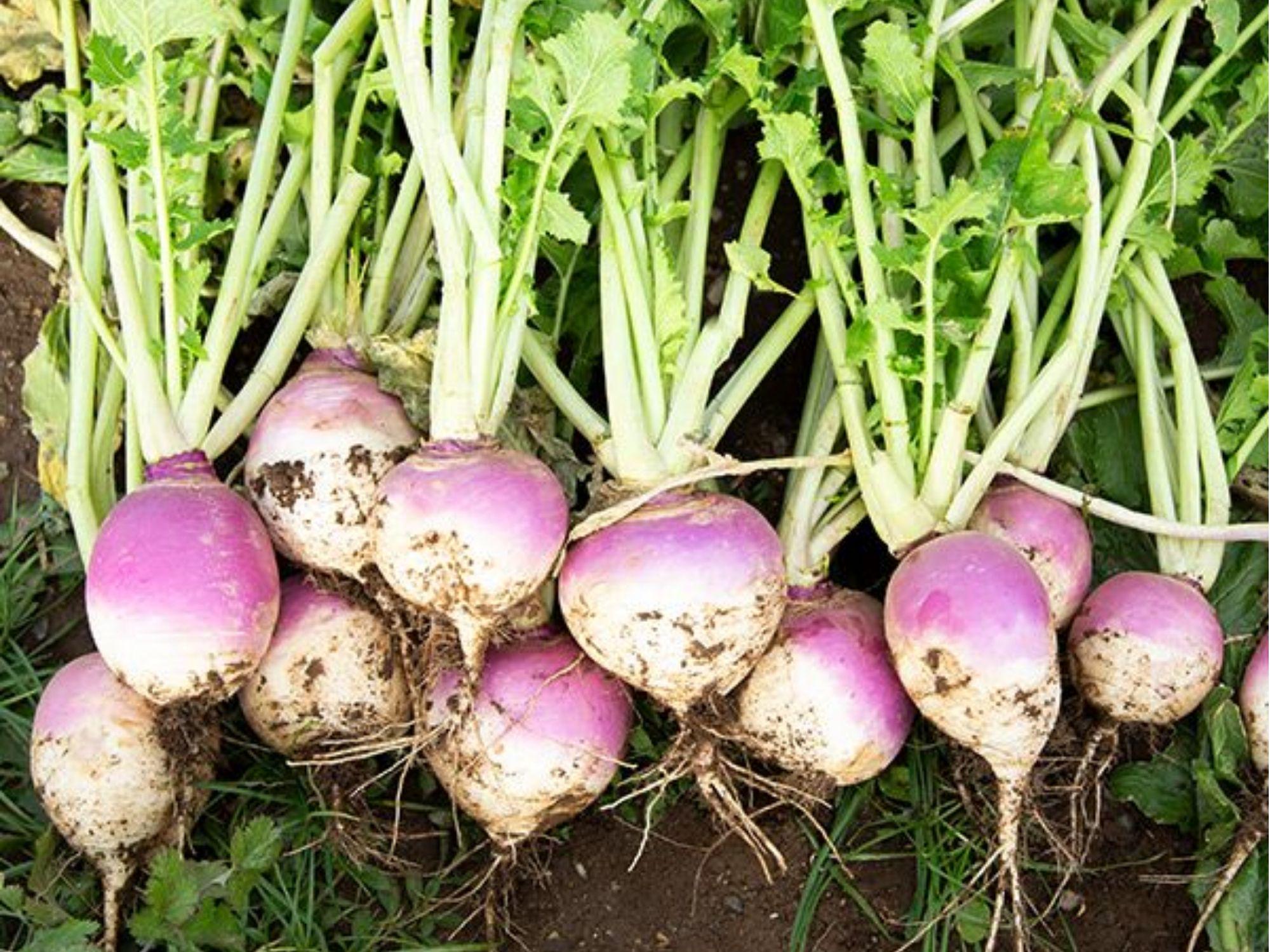 Purple Top White Globe Turnip Seeds – 500 Non-GMO Brassica rapa for Roots & Greens, Cool-Season Vegetable, Edible Roots & Leaves