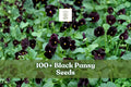 Black Pansy Seeds – Viola × wittrockiana, Dark Purple Flower Seeds for Garden, Borders & Containers