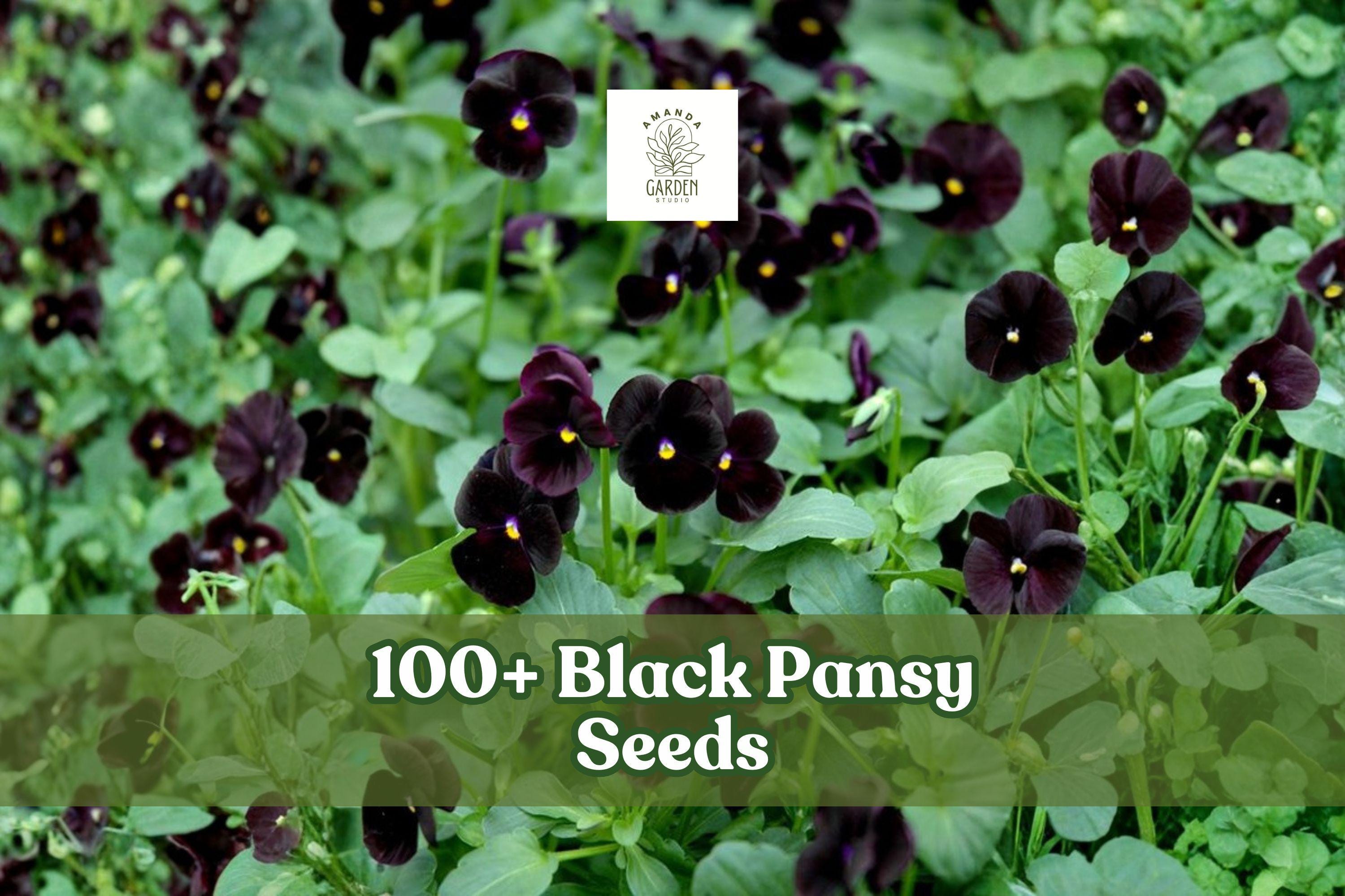 Black Pansy Seeds – Viola × wittrockiana, Dark Purple Flower Seeds for Garden, Borders & Containers