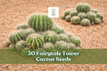 Fairytale Tower Cactus Seeds – Echinopsis mamillosa, Ornamental Columnar Succulent for Gardens & Containers