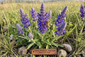 Blue Sage Seeds (100) | Salvia farinacea | Flowering Plant for Borders & Pollinator Gardens