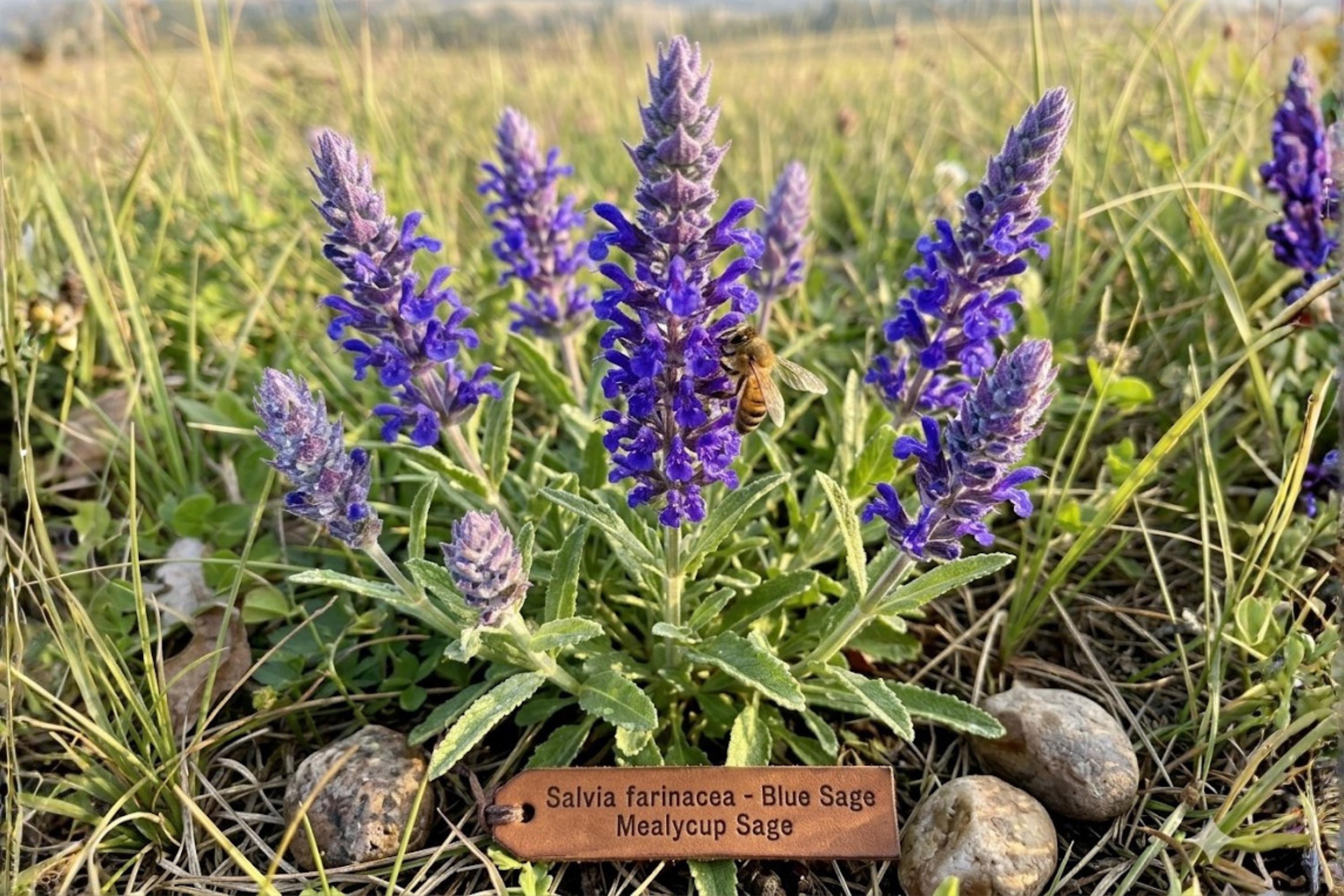 Blue Sage Seeds (100) | Salvia farinacea | Flowering Plant for Borders & Pollinator Gardens