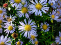 Shining Aster Seeds – Symphyotrichum firmum Heirloom Non-GMO Wildflower for Gardens & Pollinators