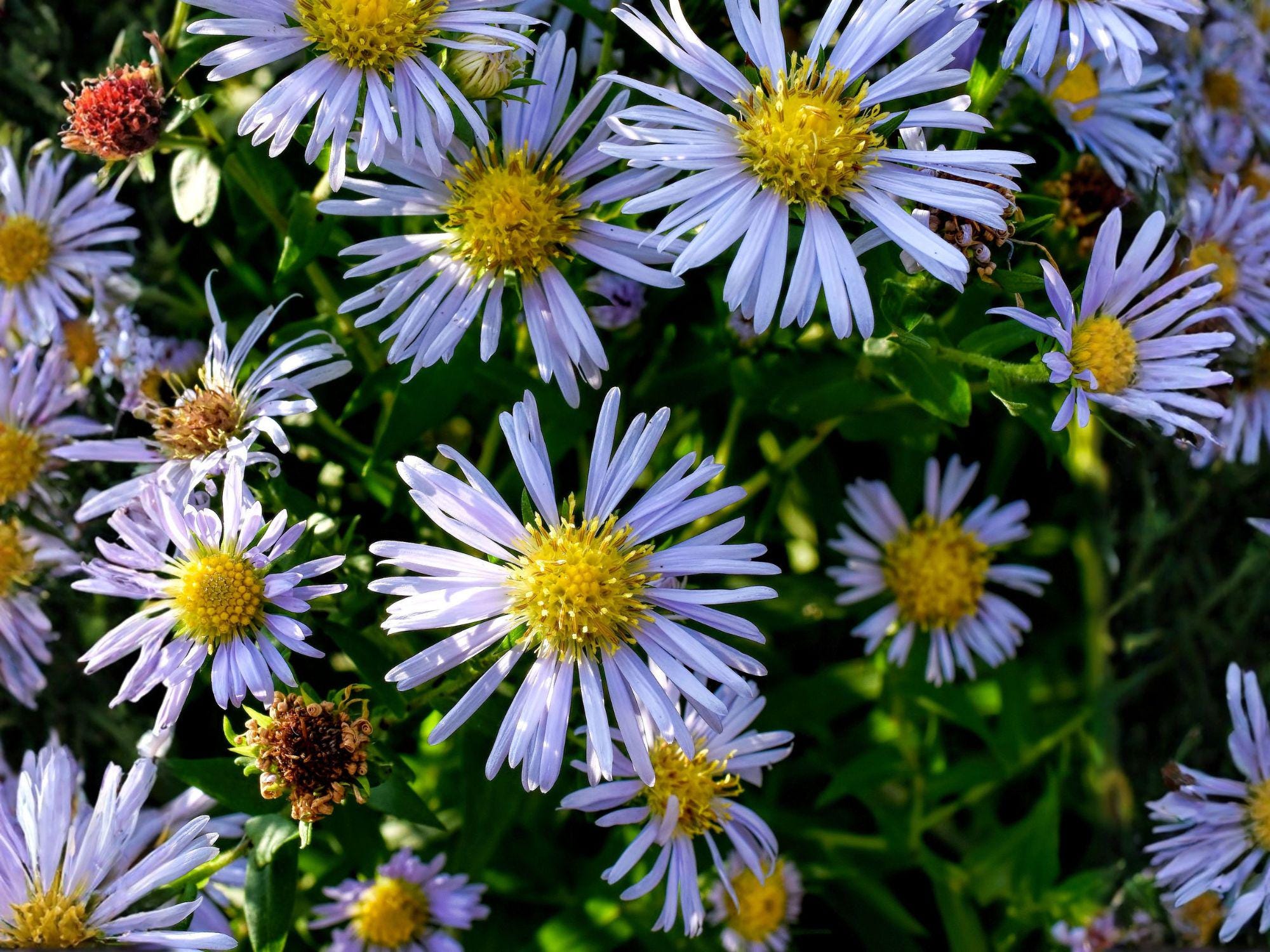 Shining Aster Seeds – Symphyotrichum firmum Heirloom Non-GMO Wildflower for Gardens & Pollinators